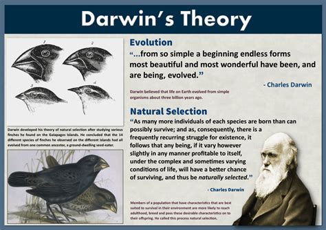 Darwins Theory Of Evolution Chart