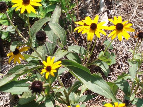 Southwest Georgia Wildflowers ~ Debra's Endeavors From Southwest Georgia