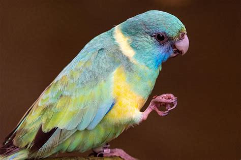 Colors of Indian Ringneck: A Vibrant Guide to These Exquisite Parrots ...