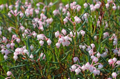 Bog Plants – Some of our most unusual and beautiful native species! - Edge Of The Woods Native ...