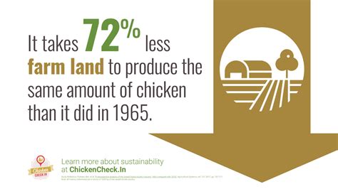 How Chicken Production Has Become More Sustainable