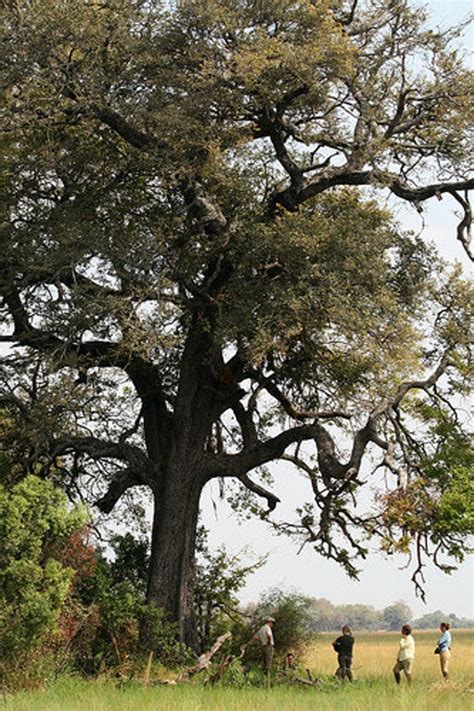 5 Dalbergia melanoxylon Seeds African Blackwood African | Etsy