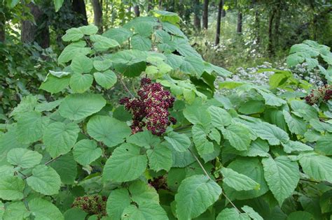 Aralia racemosa (American Spikenard)