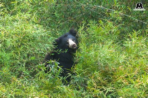 The Animals Of Bamboo Forests - Wildlife SOS