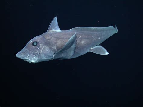 Ghost Shark Captured on Video for First Time | TIME