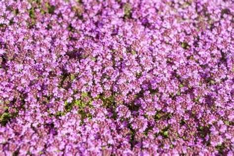 Red creeping thyme 🌿 ️ Transform your garden with this aromatic and vibrant ground cover!