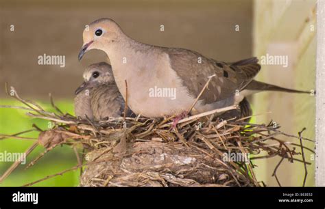 Mourning dove mother with baby chick in nest. USA Stock Photo - Alamy