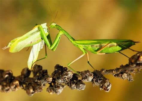 12 Insect Predators: Beneficial Insects, Spiders, Other Arthropods ...