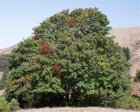 Tree – Sapindaceae & Platanaceae – MonFlora