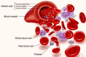 diagram white blood cells | Anatomy System - Human Body Anatomy diagram and chart images