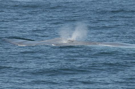 Blue Whale (Balaenoptera musculus) | Dual Blow holes in acti… | Flickr