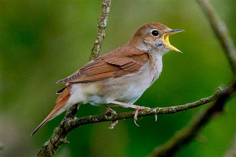 Nightingale : Common Nightingale Wikipedia - Since 1995 nightingale has grown steadily to ...