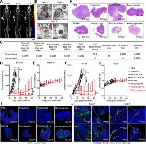 Neutron capture therapy with boron capsule induces tumour regression in ...