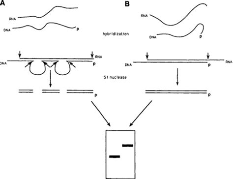 S1 Mapping Using Single-Stranded DNA Probes | SpringerLink