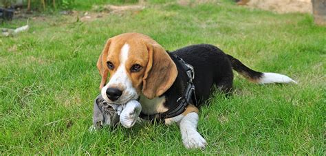 Beagle Coonhound Mix Puppies