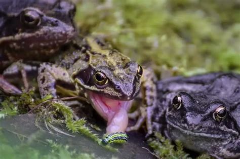 What Do Frogs Eat? Food List & Feeding Guide - Everything Reptiles