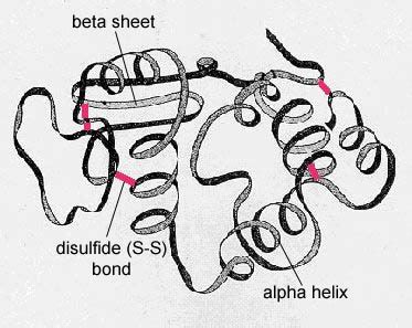 Tertiary Protein Structure Diagram