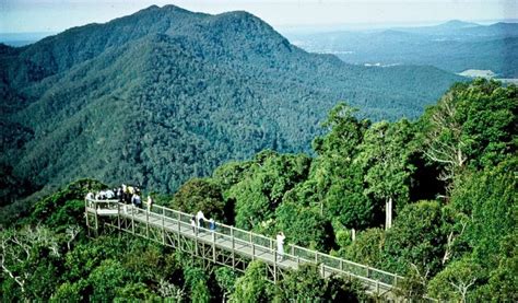 Dorrigo National Park, NSW: a Natural Wonder