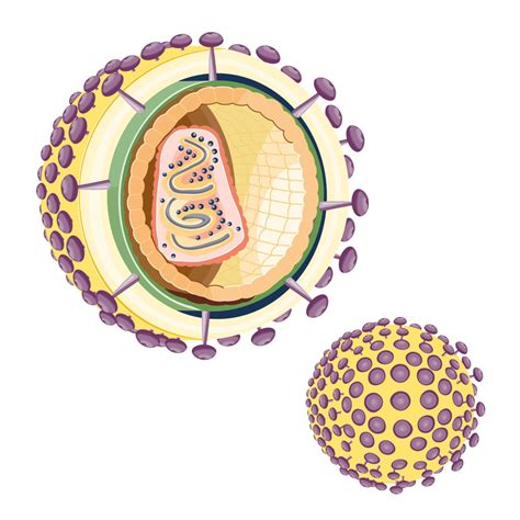 HIV Genome And Structure | YAPMT - Yellowstone AIDS Project