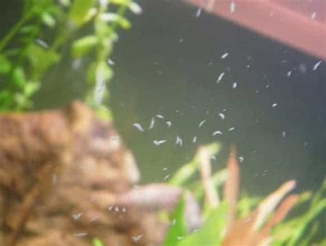 Detritus Worms in Freshwater Tank - Shrimp and Snail Breeder