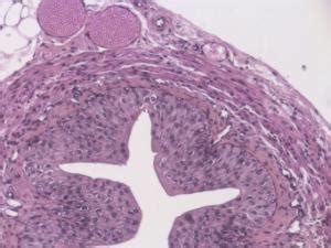 Transitional Epithelium Slide | Ward's Science