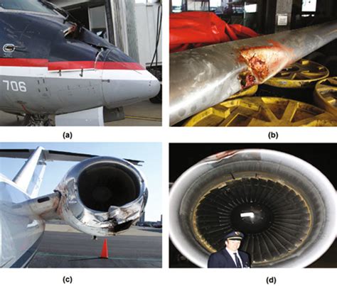 17 Examples of bird strike aircraft accidents: (a) CRJ Jet crashed by a... | Download Scientific ...