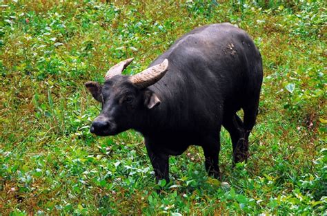 Tamaraw - Alchetron, The Free Social Encyclopedia