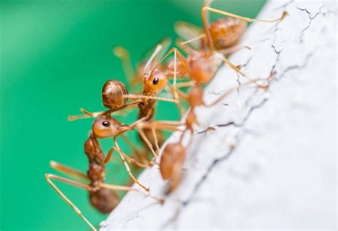 How to Get Rid of Ants in Walls? | Identification and Control Guide - peSTopped