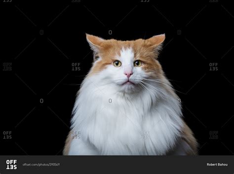 An orange and white Norwegian Forest cat stock photo - OFFSET