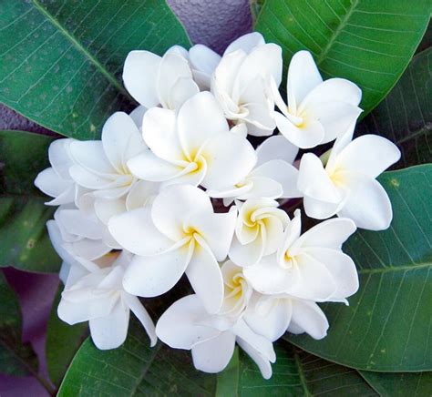 Plumeria+White+'Samoan+Fluff'+Frangipani+-+5+Seeds | Plumeria ...