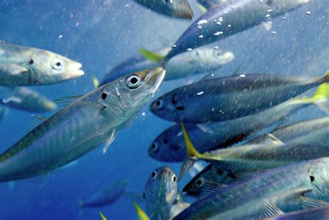 Scad Mackerel Fish Photograph by Louise Murray/science Photo Library ...