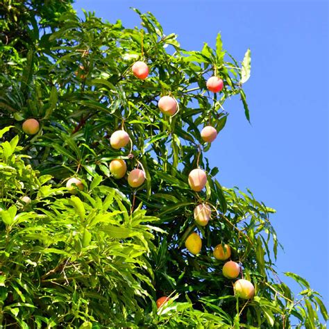 Alphonso Mango Trees for Sale | BrighterBlooms.com