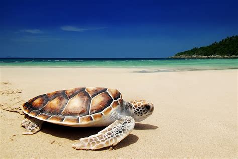 122 sea turtles found dead on Mexico beach - Environment - The Jakarta Post