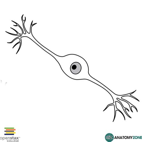 Unipolar Neuron Diagram