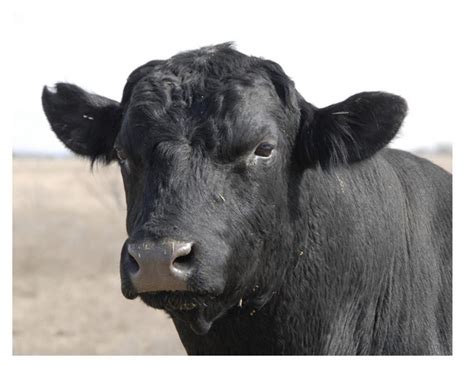 Beef-dairy cross breeds open new beef markets | FarmersForum.com