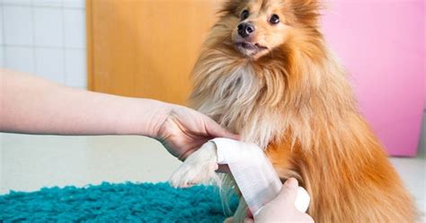 Is Neosporin Safe for Dogs? | PetGuide