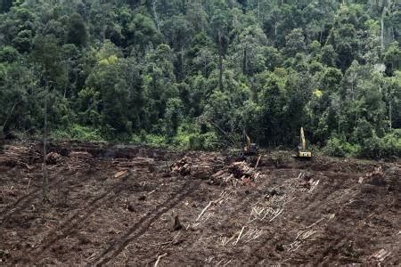 Realitas Terkini Hutan Rawa Gambut di Indonesia, Amankah? | Mimbar Untan