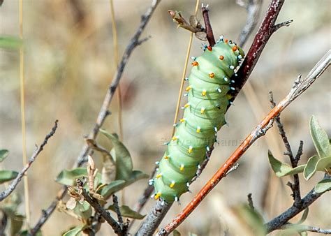 Cecropia Moth Caterpillar