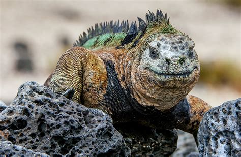 Endangered Reptiles - The Marine Iguana | Reptile Shows of New England