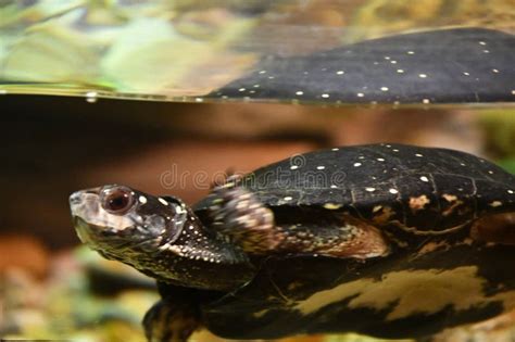 A Snake in Its Habitat stock photo. Image of asian, leaf - 275864038