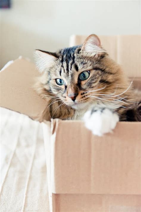 Cat Sitting In Cardboard Box Stock Image - Image of animal, floor: 38881021