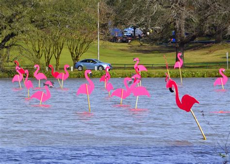 The Infamous Pink Flamingos