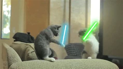 Fighting Cats GIFs - Find & Share on GIPHY