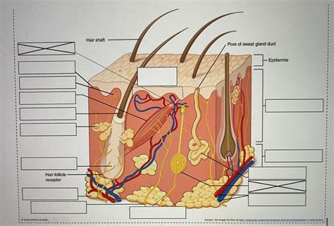 anatomy of the dermis and hypodermis Diagram | Quizlet