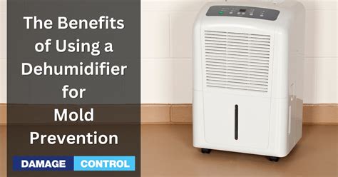 The Importance of Dehumidifiers in Mold Prevention