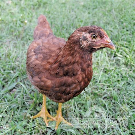 Murray McMurray Hatchery - Rhode Island Red Bantam