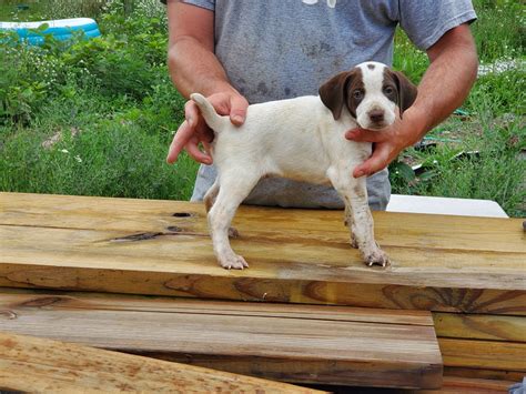 English Pointer Puppies - Bawl of Fire Kennels