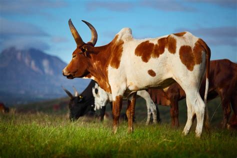 10 of the Most Exceptional Cattle Breeds | Zebu cow, Unusual animals ...