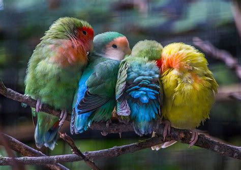 a group of birds on a branch Image - ID: 293225 - Image Abyss