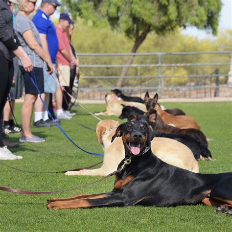 Dog training classes- Group Classes- Beginner/Expert- Hunter Canine